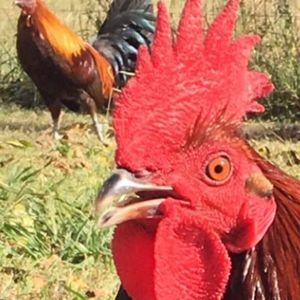 Meet your Posher, Earl